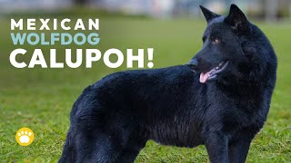 Calupoh (Mexican Wolfdog) 101