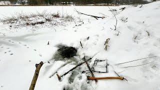 Trapping a Massive Beaver Lodge!