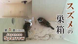 巣作り8日目 スズメの巣箱 野鳥 Sparrow Bird Nest Box Live 巣作り8日目 スズメの巣箱 野鳥 Sparrow Bird Nest Box Live