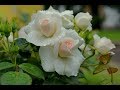 "БЕЛЫЕ РОЗЫ зимой!" &Белые розы белой зимой"...