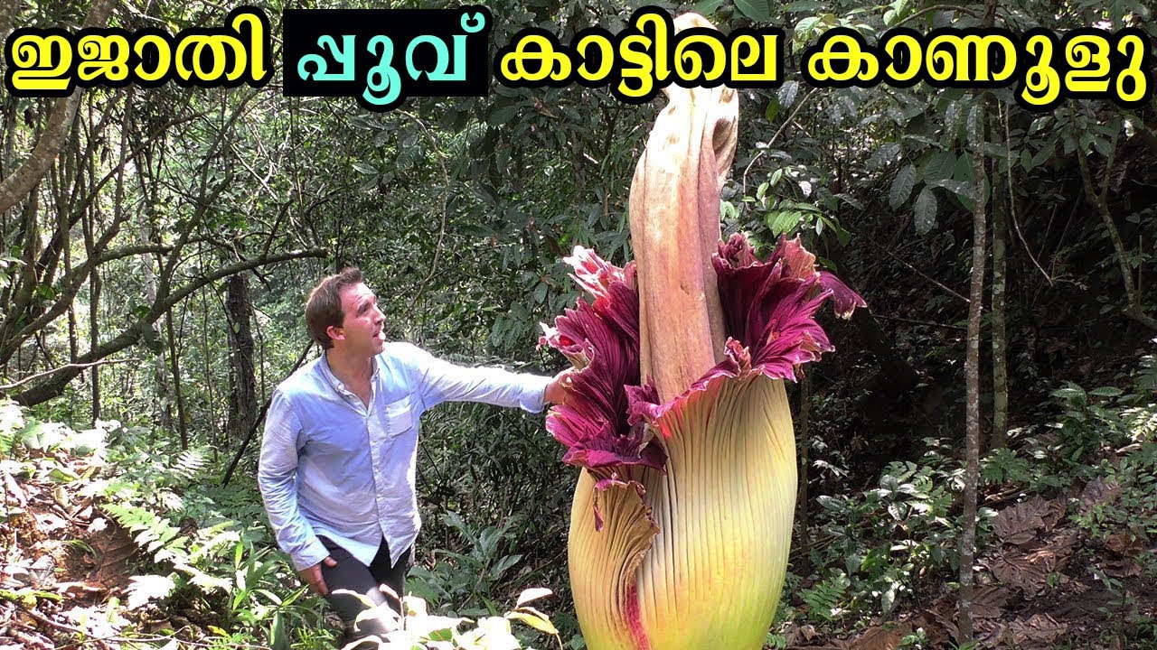 കാട്ടിലെ അമ്പരപ്പിക്കുന്ന വിചിത്രവുമായിട്ടുള്ള  കണ്ടുപിടിത്തങ്ങൾ