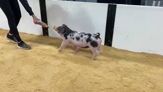 34-4 spot gilt