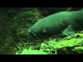 『羽生水郷公園・さいたま水族館』 20091017 08 の動画、YouTube動画。