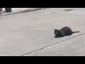 Super Smart Black Cat Superintelligent Cat Catches The Bird Early Super Smart Black Cat Superintelligent Cat Catches The Bird Early