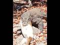 The Dragon Tried to Swallow😋 #animals #videoshort #shorts #trending #top