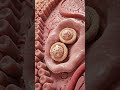 biological process step by step #biology #medical #unitedstates #anatomy #science