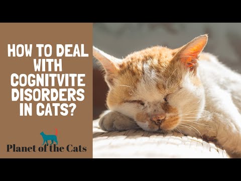 Video: Cognitive Dysunction Sa Cats