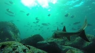 Terrigal - Beneath The Surface Sharks, Dolphins, Humpback Whale, Bull Rays And More