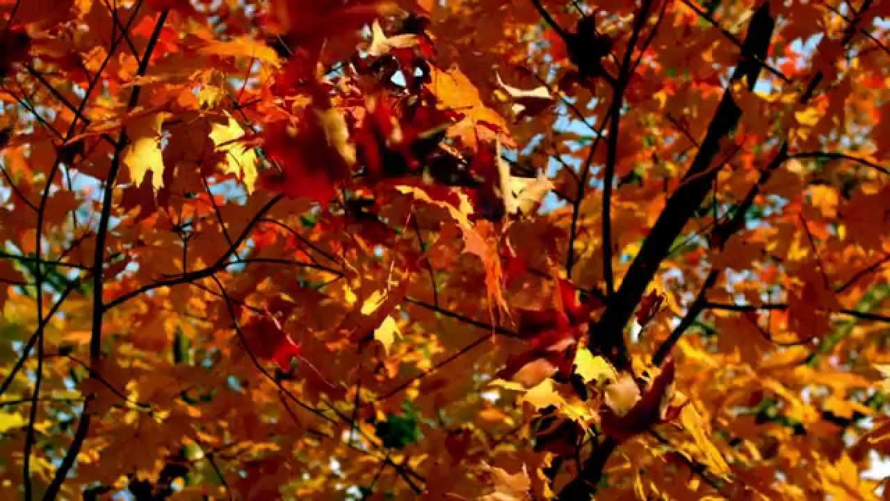 Slow motion autumn leaves falling from branch