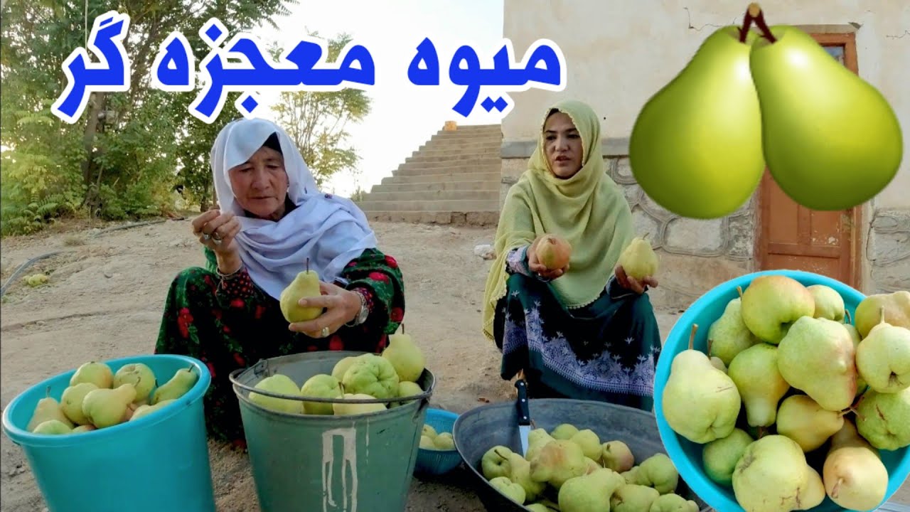 ناک ( گلابی - pear ) میوه معجزه گر در جاغوری کمتر به آن توجه شده 🍐🍐🍐Pear harvest