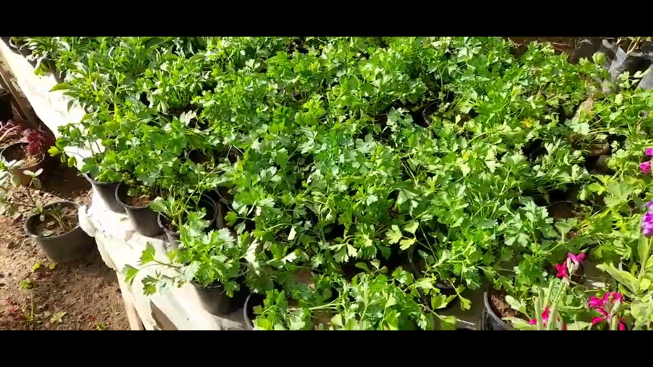 جولة في إحدى المشاتل أكادير تيكيوين