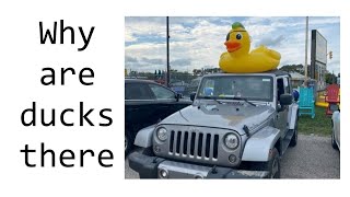 Celebrity Why do people put rubber ducks on Jeeps Wealth