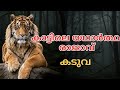 🐅 Who is the Real King of the Jungle?'