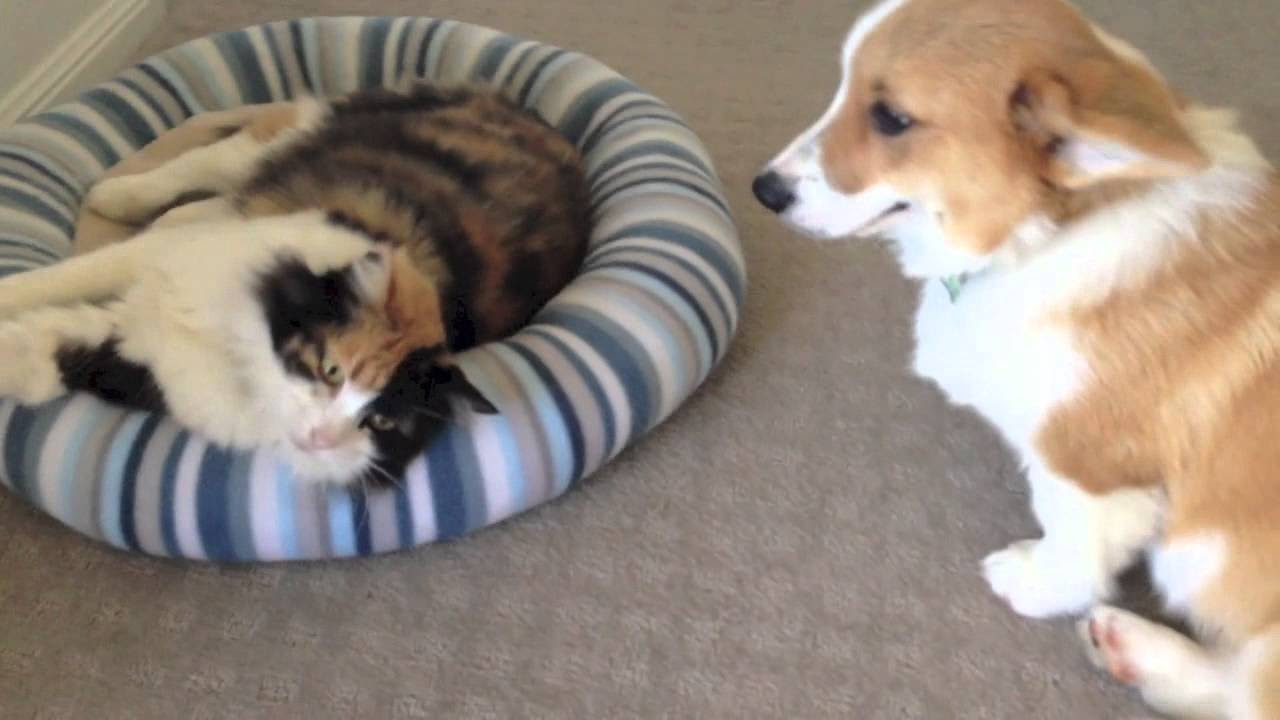 Basil the Corgi Puppy and Pudda the Cat   Why Cant we be friends