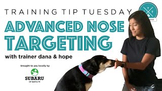 Training Tip Tuesday - Advanced Nose Targeting