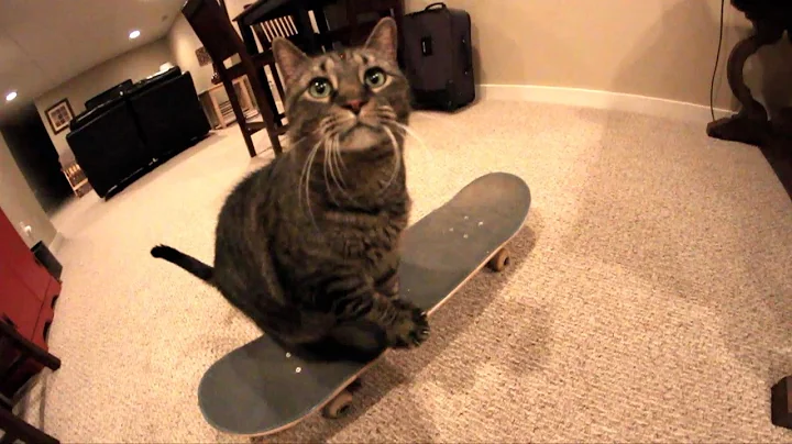 CAT SKATEBOARDS FOR THE FIRST TIME!