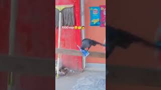 kauwa sach mein 1000 le uda 🤣🤣
