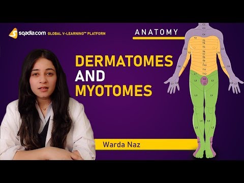 Dermatomes and Myotomes | Human Anatomy Lecture | Medical V-Learning Courses