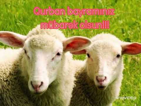 Qurban bayramınız mübarək olsun!!!