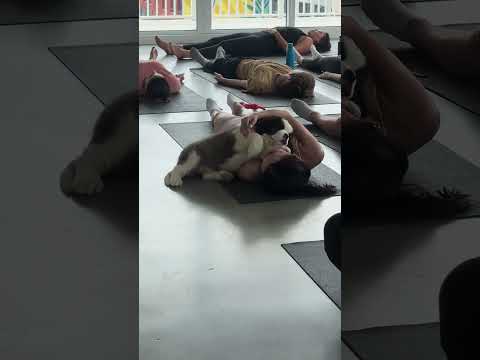 Puppy Yoga with