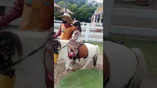 naik kuda poni sampe tarik rompi abangnya 😄 #kudaponi #cimorydairylandpuncak #shorts #sorotan