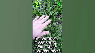 МНОГО ОДУВАНЧИКОВ НА УЧАСТКЕ? Вот о чем это говорит! И вот что это значит.
