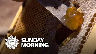 Ikarian honey, the nectar of longevity