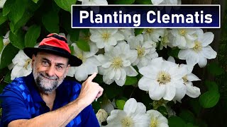 Plant Clematis Correctly  And Some Common Myths About Planting Clematis Vines