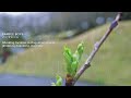 BARBEE BOYS - ノーマジーン (歌詞付き)