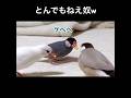 漁夫の利でとうもろこしを食す文鳥 #文鳥 #チンピラ文鳥 #shorts