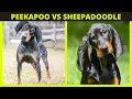 BLUETICK VS TAN COONHOUND | Whats the difference between the bluetick and tan coonhound