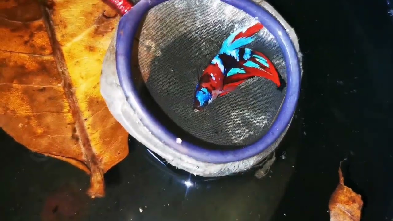 Riview ratusan cupang Hm Multi Naik Ember