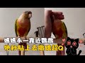 媽媽手一靠近鸚鵡　牠立刻貼上去撒嬌超可愛