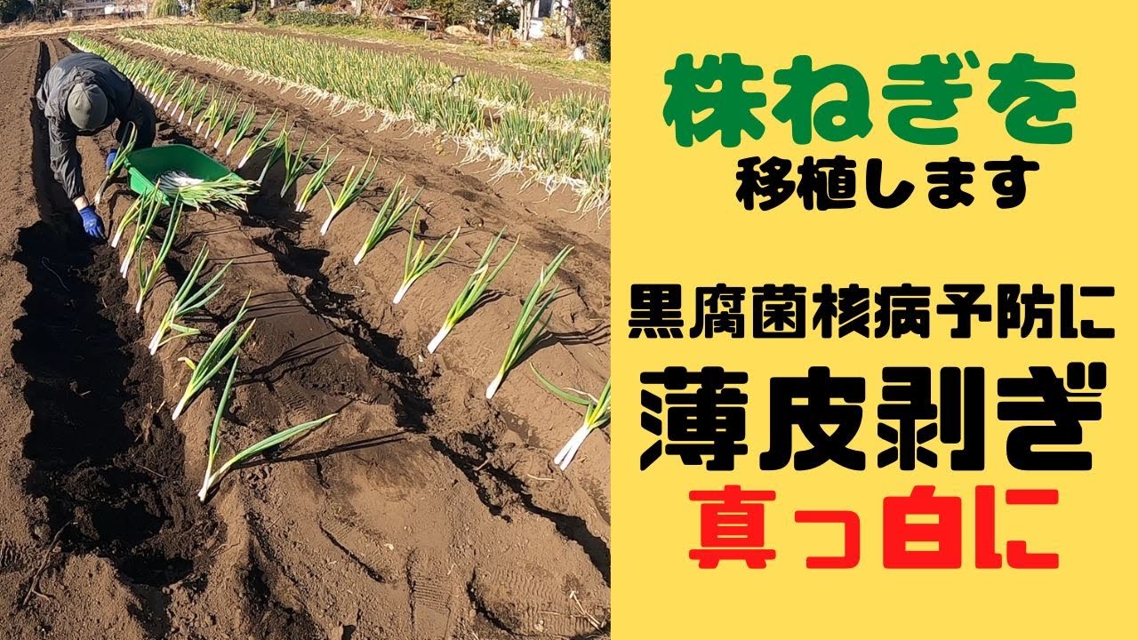 株ネギ2列移植します - YouTube