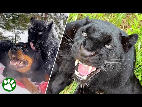 Geretteter Schwarzer Panther Geht Ungewöhnliche Freundschaft Mit Rottweiler Ein 