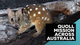 Rewilding Quolls: Extraordinary 4000km Adventure Across Australia!