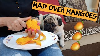 This PUG is super crazy for MANGO slurp slurp