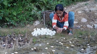 Poor girl. Harvesting ducks eggs to sell - Harvesting Corn, Daily life alone in the forest