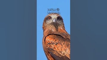 تدبر آيه الشيخ صلاح البدير قران كريم