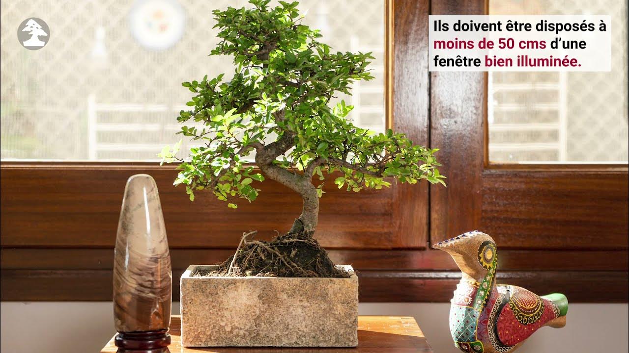 Soins de base du bonsaï d'intérieur - Mistral Bonsai 