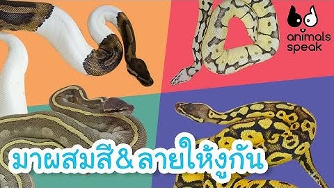 มาผสมสี&ลายให้งูกัน | Animals Speak [by Mahidol Kids]