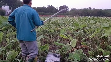 Câu cá sặc rằn | trúng bầy cá cá già y như cá u minh