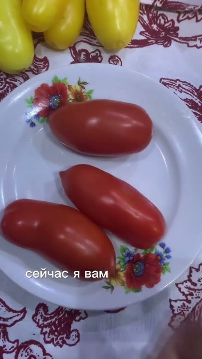 Томат Стерлядь F1 #томаты #помидоры #урожай #огород #овощи #дача # ...