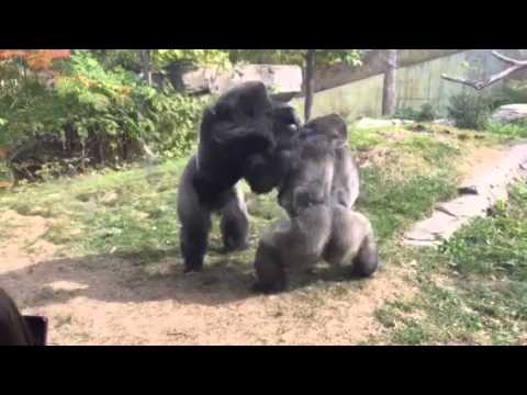 Omaha Zoo - Gorilla Fight \