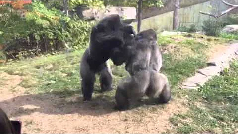 Omaha Zoo - Gorilla Fight "Where's the Zookeepers"