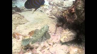 Grouper eating a Moray Snack