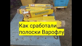 Как сработали полоски Варофлу