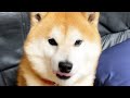 しゅたっっ