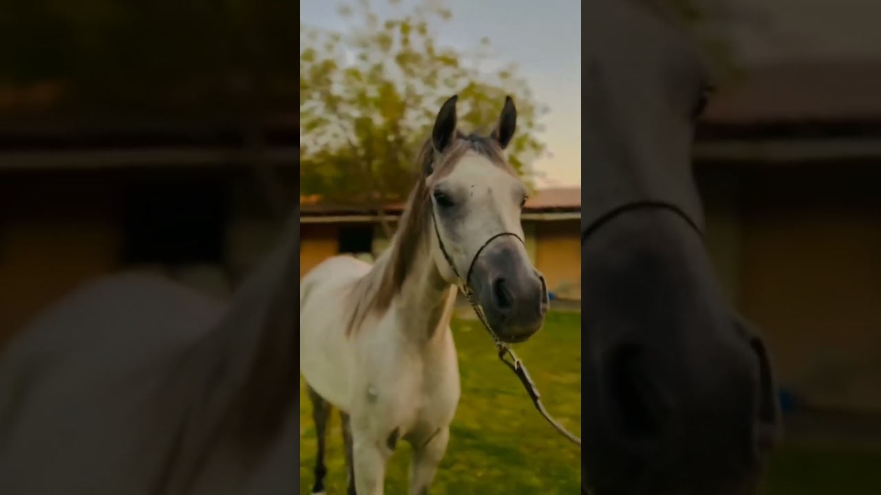 horse shorts video147🎠🎠🎠