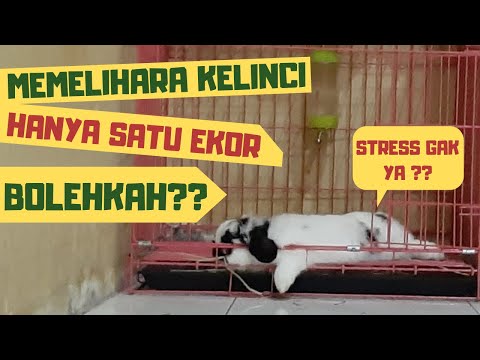 BOLEHKAN MEMELIHARA KELINCI HANYA SATU EKOR